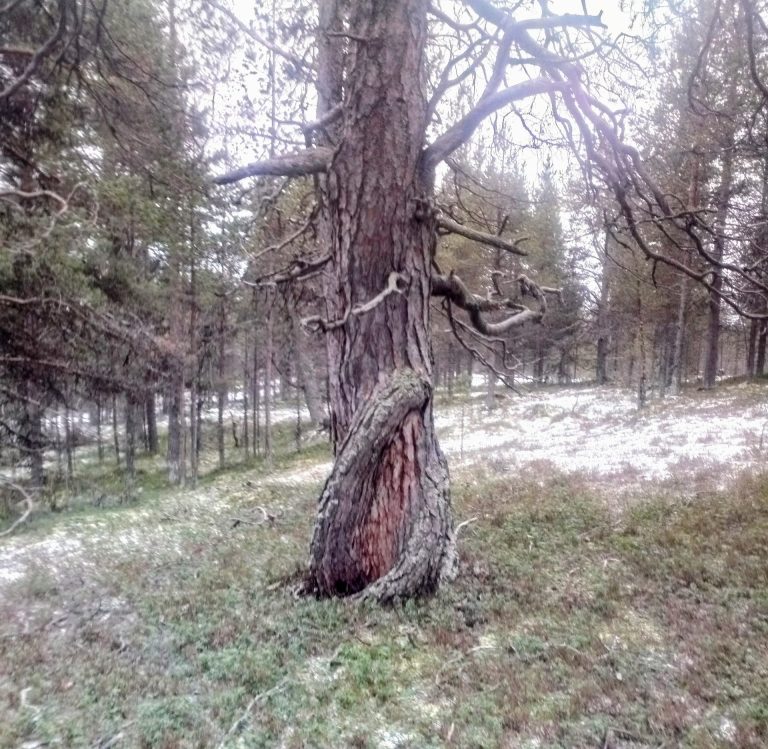 aktiviteetit vaellus